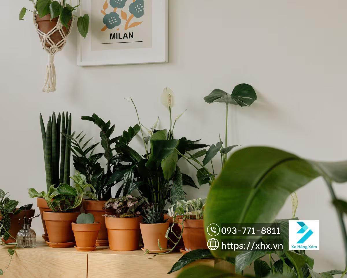Hình ảnh Quà tặng 20/10 Cây cảnh